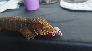 leachie gecko eating pinky mouse [upl. by Reklaw]