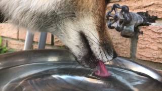 Fox Drinking In Slow Motion [upl. by Calvano]