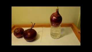 Hydroponic Propagation of a Red Onion Allium cepa Pleasantville NY [upl. by Lessig]