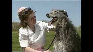 Scottish Deerhound  AKC Dog Breed Series [upl. by Atlante876]