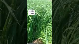 ryegrass seed [upl. by Quartus]