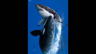 Orca Kills Great White for Liver🦈😱orca [upl. by Allit]