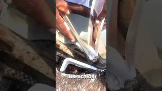 Man Rescue Pelican from Deadly Fish 🦩⚓️ [upl. by Tdnarb]