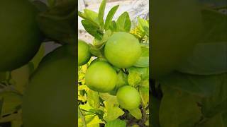 Lime plant fruiting  terrace garden fruit shorts gardening [upl. by Llevel]