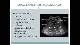 4 ECOGRAFÍA RENAL NORMAL [upl. by Twila]