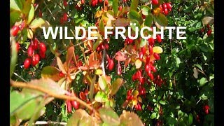 Wilde Früchte [upl. by Ishmael]