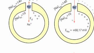 Biofísica de Membranas  Aula 16  Bioeletrogenese  Parte 1 [upl. by Nwavahs]