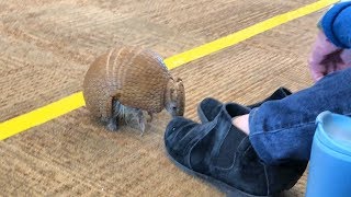 Brazilian 3 Banded Armadillo 4K [upl. by Enenstein]