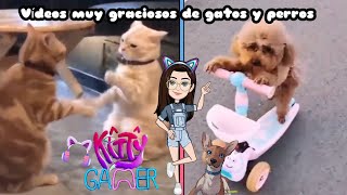 Vídeos muy graciosos de gatos y perros 😹🐶 [upl. by Isla]