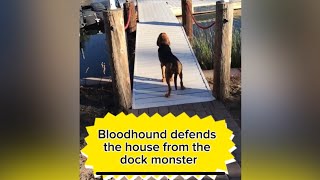 Dog vs the Dock Monster  Bloodhound Howling [upl. by Delcine]