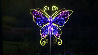 The Illuminated Fluttering Lawn Butterfly [upl. by Atse]