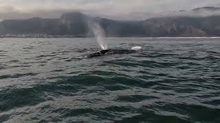 whale watching in hermanus south africa [upl. by Ateuqal483]