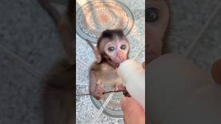 MIMI baby monkey likes to drink milk Part1 shortsvideo shortsviral shorts babymonkey [upl. by Adnhoj928]