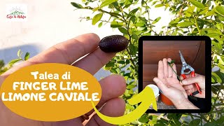 Talea Di Limone Caviale O FINGER LIME [upl. by Sethrida602]