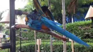 Blue macaws mating [upl. by Drof899]