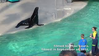 Clyde amp Seamore Flippers Facts and Fun The Sea Lion Experience at SeaWorld in San Diego [upl. by Barrett]