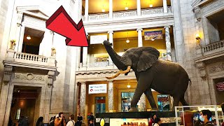 Smithsonian National Museum of Natural History Washington DC Full Tour 2024 [upl. by Eradis]