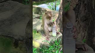 Monkey drinking milk milk monkey drinking [upl. by Torres]