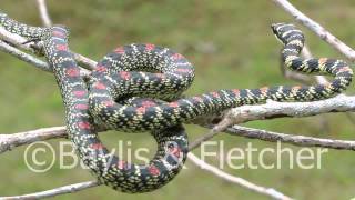 Ornate Flying snake Sri Lanka 20110207102947mp4 [upl. by Laenahtan]