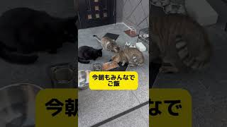 タマコファミリーの朝、今朝3時半ごろとんでもなく激しい猫の喧嘩の声がしましたとっくみあいしてるのがわかるぐらい、すぐに飛び起きて2階からダッシュ玄関開けるとすぐ逃げた。20241001火曜日 [upl. by Rosenthal]