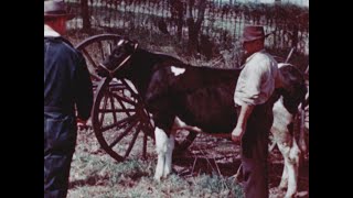 Battling Brucellosis United States Department of Agriculture 1946 [upl. by Atihcnoc]