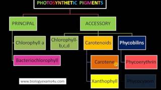 3 Major Classes of Pigments in Photosynthesis [upl. by Molohs797]