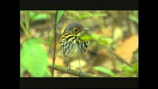 Streakchested Antpitta [upl. by Clarey319]