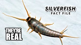 Silverfish Facts Minecraft Hostiles  Animal Fact Files [upl. by Etteneg76]