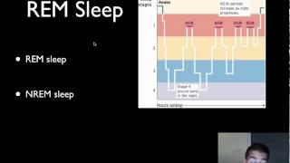 AP Psychology  Consciousness  Part 1  Sleep [upl. by Heintz]