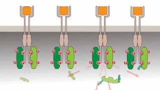 Oncogenic activation receptor tyrosine kinases [upl. by Dreddy]