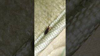 Bedbugs are taking over Here’s how to stop them from feeding on you shorts [upl. by Sigfrid]