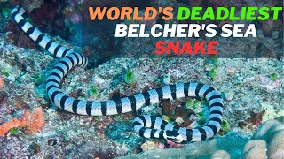 Facts of the Worlds Deadliest Snake Belchers Sea Snake Hydrophis belcheri and Its Venom [upl. by Bernj663]