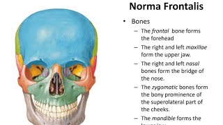 Norma Frontalis skull anatomy Ospe  Head and neck [upl. by Annez]