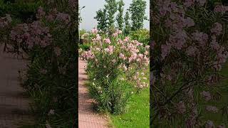 BEAUTIFUL PLANTS KANNERamp CHANDHNI PLANTS PARKshorts viral video plzsubscribemychannel [upl. by Ytte]