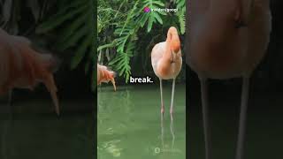 Why Do Flamingos Stand on One Leg 🦩 [upl. by Arleyne]