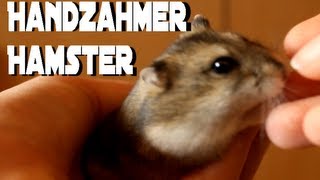 Handzahmer Hamster Tame hamster [upl. by Nonregla]