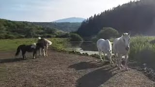 Farma konja na jezeru visoko u planinama ljepota [upl. by Arivle]