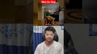 Havsi Dog 🎁  reaction video funny reaction video Reaction videosreaction shortvideo react [upl. by Lancey666]