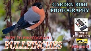 HOW TO PHOTOGRAPH BULLFINCHES  STUNNING GARDEN BIRDS  PRO TIPS [upl. by Elvera741]