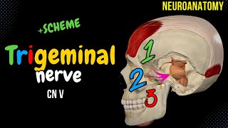 Maxillary nerve  Course branches and distribution Trigeminal nerve  Simplfied [upl. by Paehpos464]