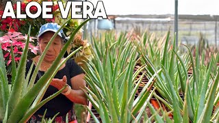 COMO CUIDAR EL ALOE VERA EN CASA CON ESTOS CONSEJOS  COMO Tener una planta hermosa de aloe vera [upl. by Nelleoj913]