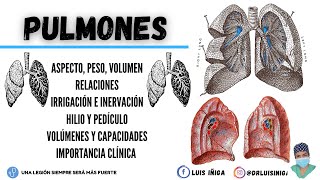 Anatomía Pulmones  Características generales Volúmenes y Capacidades Irrigación e inervación [upl. by Zurciram657]