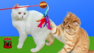 Les Jouets Les Plus Préférés De Nos Chats [upl. by Eibba]