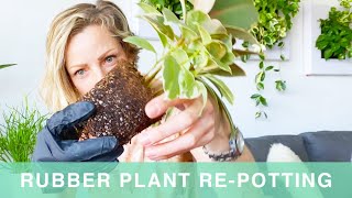 Repotting Rubber Plant Into Lechuza Planter  Green Moments With Juliette Ep 15 [upl. by Laine]