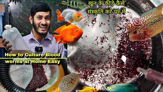 How to Culture Blood worms at home  How to Feed Blood Worms Feeding worms to all my Fish and Pets [upl. by Kendall]