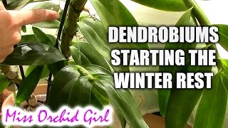 Preparing Dendrobium nobile orchids for the winter rest [upl. by Phelgen]