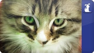 Kitten freaks out at sneeze  Awkward Pet Moments [upl. by Prochoras157]