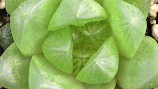 HAWORTHIA CYMBIFORMIS Succulent UK PLANT MOM [upl. by Jase]