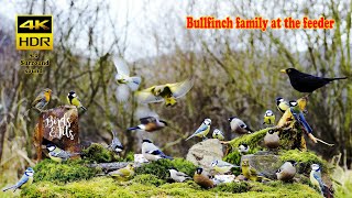 Birds Bullfinch family at the feeder  4K HDR  CATs tv [upl. by Carri]