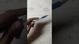 comparison of cyclic and non cyclic photophosphorylationbiology class important points [upl. by Rammus]